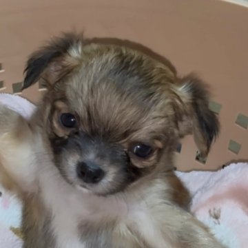 チワワ(ロング)【山口県・女の子・2025年10月27日・セーブル&ホワイト】の写真「ショーグン家アメリカチャンピオンの血を引く姫」