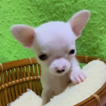 チワワ(スムース)【山口県・女の子・2025年10月27日・ホワイト&クリーム】の写真「🎄X'mas プライス🎄✨２４日まで限定✨」