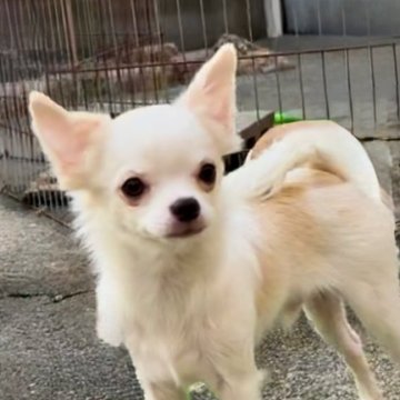 チワワ(ロング)【山口県・男の子・2025年5月11日・ホワイト&クリーム】の写真「✨🎄✨ X'mas ✨🎄スペシャルプライス❤️」