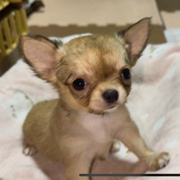 チワワ(ロング)【山口県・女の子・2025年10月27日・セーブル&ホワイト】の写真「ショーグン家アメリカチャンピオンの血を引く姫」