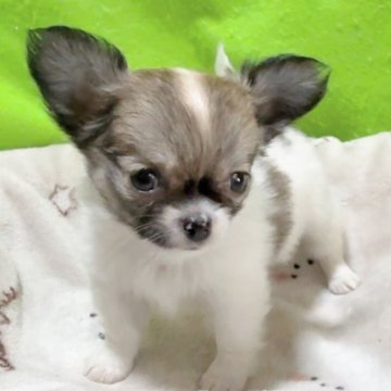 チワワ(ロング)【山口県・女の子・2025年10月27日・ホワイト&セーブル】の写真「🎄X'mas プライス🎄✨２４日まで限定✨」