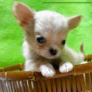 チワワ(ロング)【山口県・男の子・2025年10月31日・フォーン&ホワイト】の写真「✨🎄✨ X'mas ✨🎄スペシャルプライス❤️」