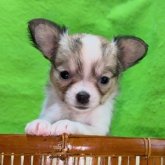 チワワ(ロング)