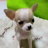 チワワ(スムース)【山口県・女の子・2025年10月27日・セーブル&ホワイト】の写真1「本日の体重429g」