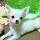 チワワ(ロング)