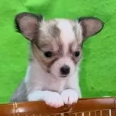 チワワ(ロング)【山口県・女の子・2025年10月27日・セーブル&ホワイト】の写真5