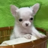 チワワ(ロング)【山口県・男の子・2025年10月31日・ホワイト&クリーム】の写真6