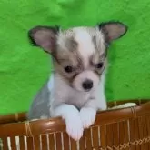 チワワ(ロング)【山口県・女の子・2025年10月27日・セーブル&ホワイト】の写真6