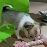 チワワ(ロング)【山口県・女の子・2025年10月27日・セーブル&ホワイト】の写真8