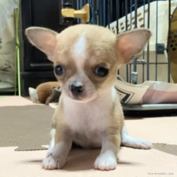 N.K 様のお迎えした子犬