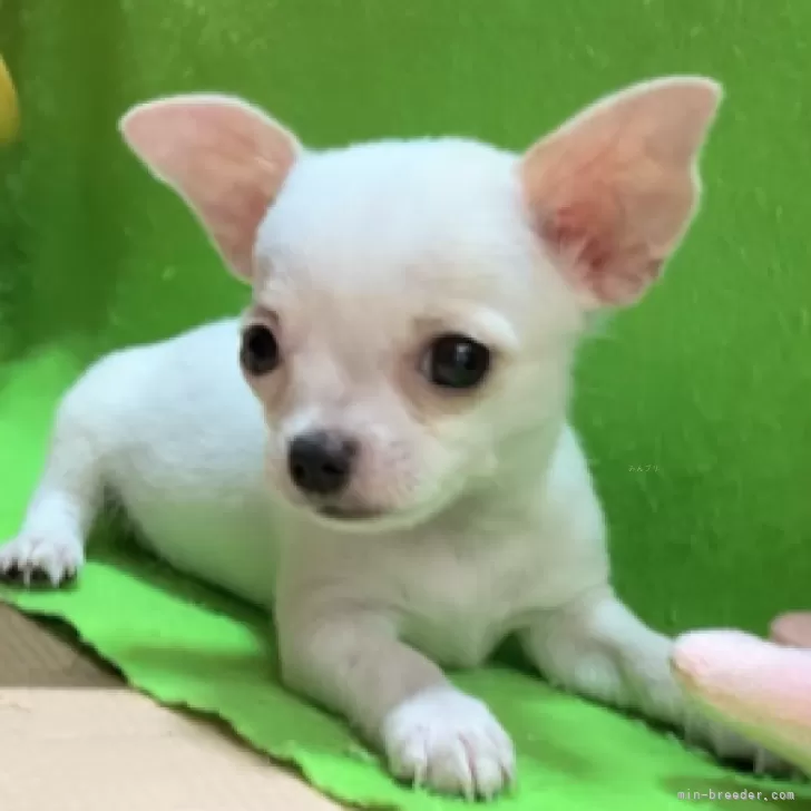 ID:2406-07467の子犬