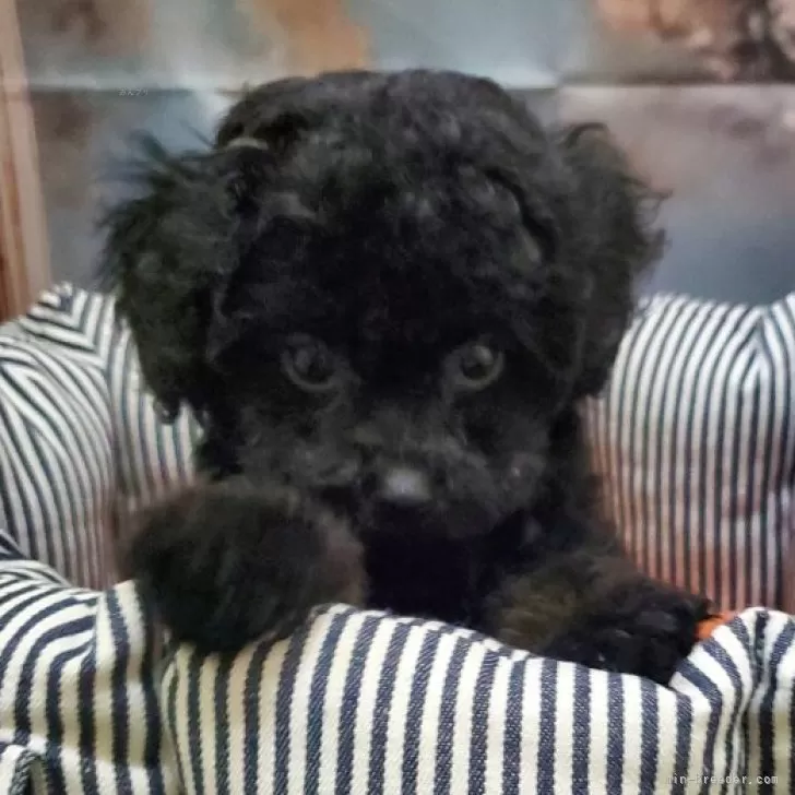 ID：2501-08186の子犬