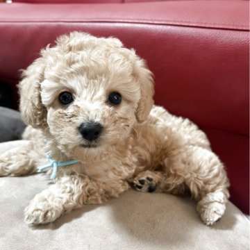 トイプードル(タイニー)【兵庫県・男の子・2025年10月14日・アプリコット】の写真「お目目のクリクリ美男子💕」