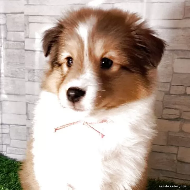 K.N 様のお迎えした子犬