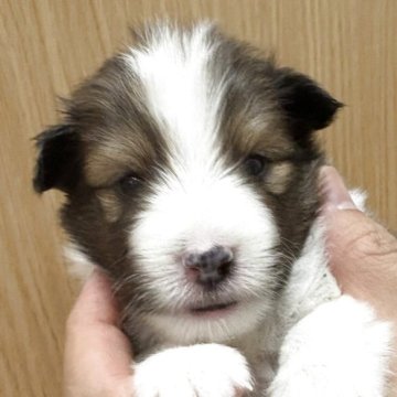 シェットランドシープドッグ【愛知県・男の子・2025年11月10日・セーブル&ホワイト】の写真「お顔が可愛い男の子　」