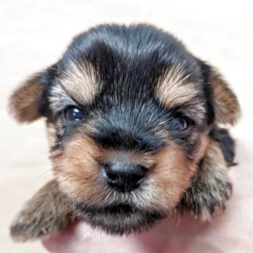 ヨークシャーテリア【愛知県・男の子・2025年10月7日・スチールブルー&タン】の写真「おっとり、甘えん坊の可愛い性格の男の子です♪」