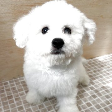 ビションフリーゼ【愛知県・男の子・2025年8月17日・ホワイト】の写真「とてもフレンドリーで人懐こい可愛い子です♪」