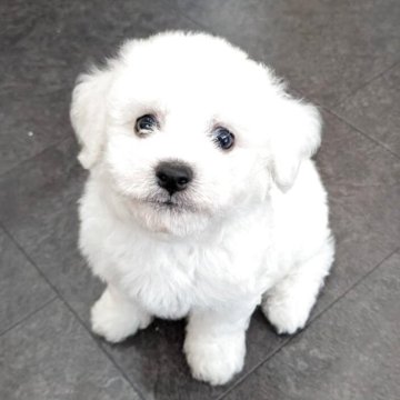 ビションフリーゼ【愛知県・男の子・2025年8月17日・ホワイト】の写真「10/31までに成約で血統書に名前を手続き出来ます」