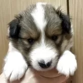 シェットランドシープドッグ