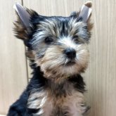 ヨークシャーテリア