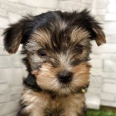 ヨークシャーテリア