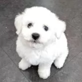 ビションフリーゼ