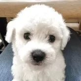 ビションフリーゼ