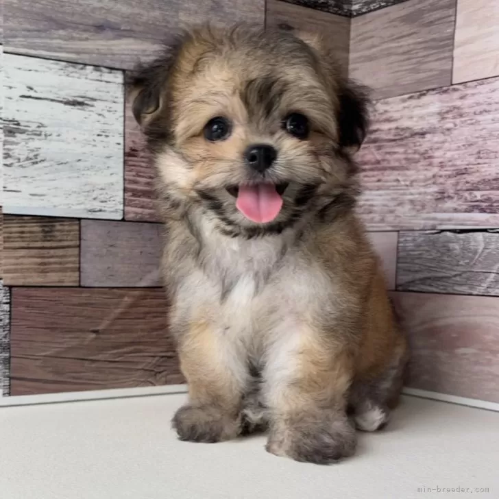 ID:2506-01284の子犬