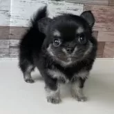 チワワ(ロング)
