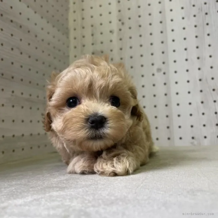 ID：2308-05237の子犬