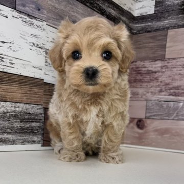 マルプー(マルチーズ×トイプードル)【愛知県・男の子・2024年4月21日・クリーム】の写真「素敵なご縁がありました🎵」