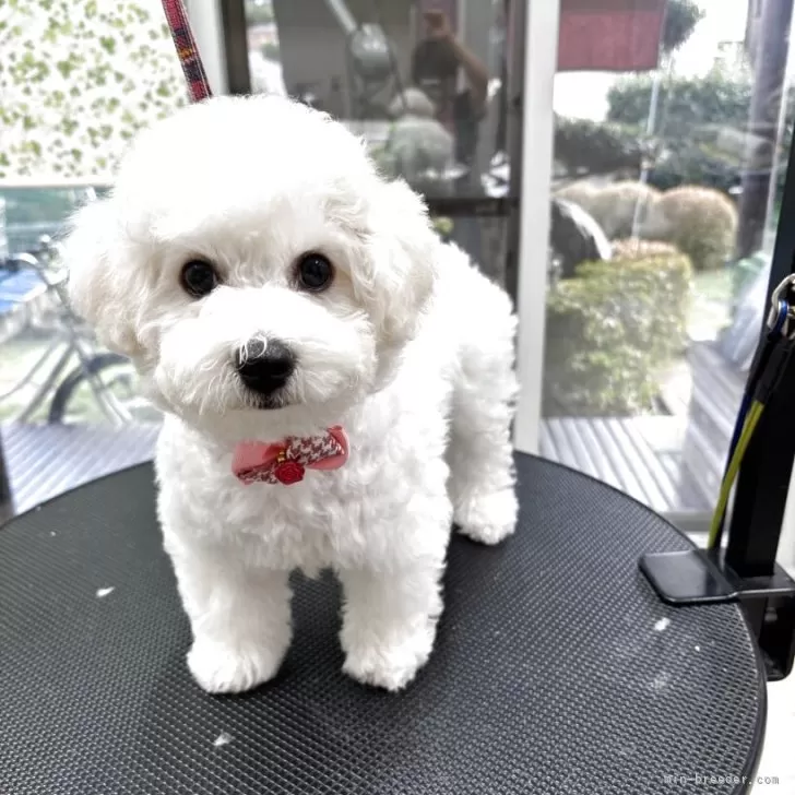 ID:2508-08887の子犬