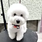 ビションフリーゼ