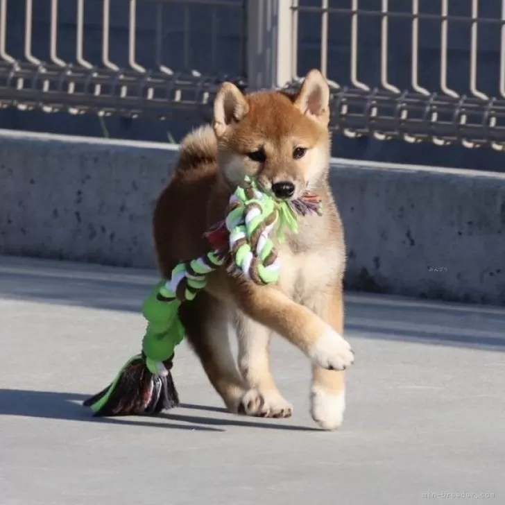 ID:2508-00382の子犬