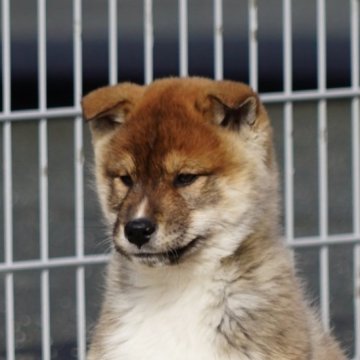 四国犬【愛媛県・男の子・2024年11月13日・胡麻】の写真「★希少犬種、四国犬をお求めやすく★」