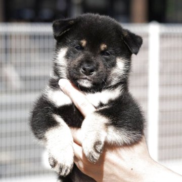 柴犬(標準サイズ)【愛媛県・男の子・2025年8月23日・黒】の写真「★可愛さ満点ボーイ★天然記念物・柴犬★」