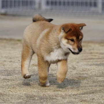 四国犬【愛媛県・男の子・2024年11月13日・胡麻】の写真「★希少犬種！従順！日本の犬！四国犬★」