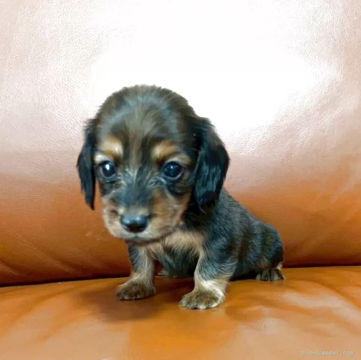 ID:2509-01974の子犬