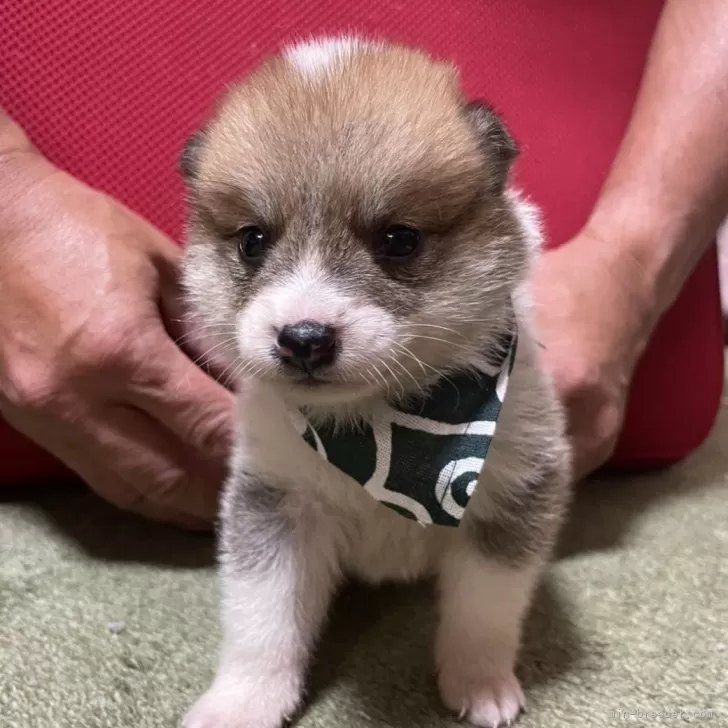 ID:2508-07926の子犬