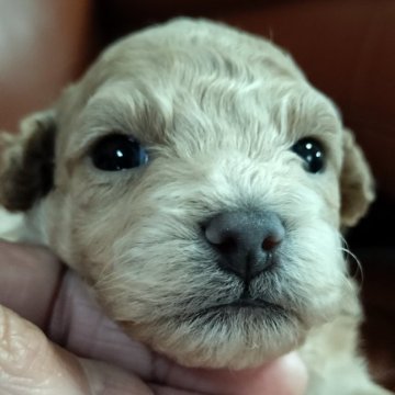 トイプードル(タイニー)【宮崎県・女の子・2025年2月17日・アプリ】の写真「可愛い❤️女の子です。🐶」