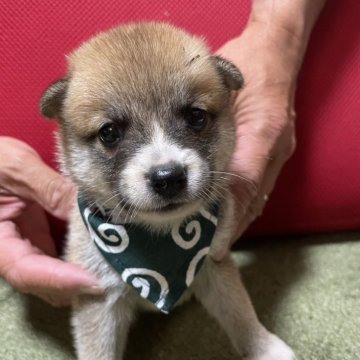 柴犬(豆柴)【宮崎県・女の子・2025年7月18日・赤】の写真「豆柴ちゃん❣️お鼻周りの白がとてもチャーミング💕」