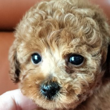 チワプー(チワワ×トイプードル)【宮崎県・男の子・2025年1月7日・レッド】の写真「年度末大決算セール💕」