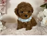 ティーカッププードル【栃木県・男の子・2025年5月14日・レッド】の写真10