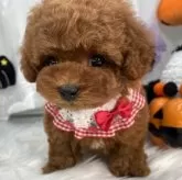 ティーカッププードル【栃木県・女の子・2025年8月29日・レッド】の写真3