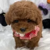 ティーカッププードル【栃木県・女の子・2025年8月29日・レッド】の写真4