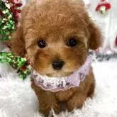 ティーカッププードル【栃木県・女の子・2025年9月29日・レッド】の写真12