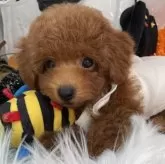 タイニープードル【栃木県・女の子・2025年8月5日・レッド】の写真4