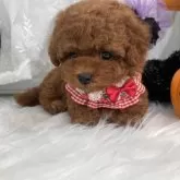 ティーカッププードル【栃木県・女の子・2025年8月29日・レッド】の写真5