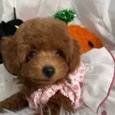 タイニープードル【栃木県・女の子・2025年8月5日・レッド】の写真7