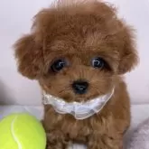 ティーカッププードル【栃木県・女の子・2025年1月28日・レッド】の写真15